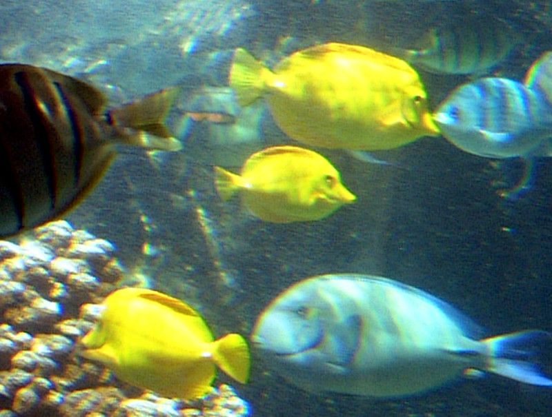 LCnM(Yellow Tang)